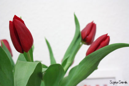 Tulpen Tulpen