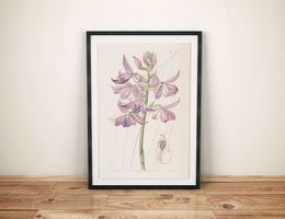 "Calanthe Orchidee" - A4 - digitaler Download